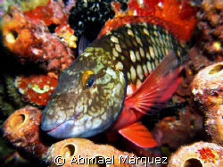  Sleeping Stoplight Parrotfish, Night Dive, Bonaire  by Abimael Márquez 